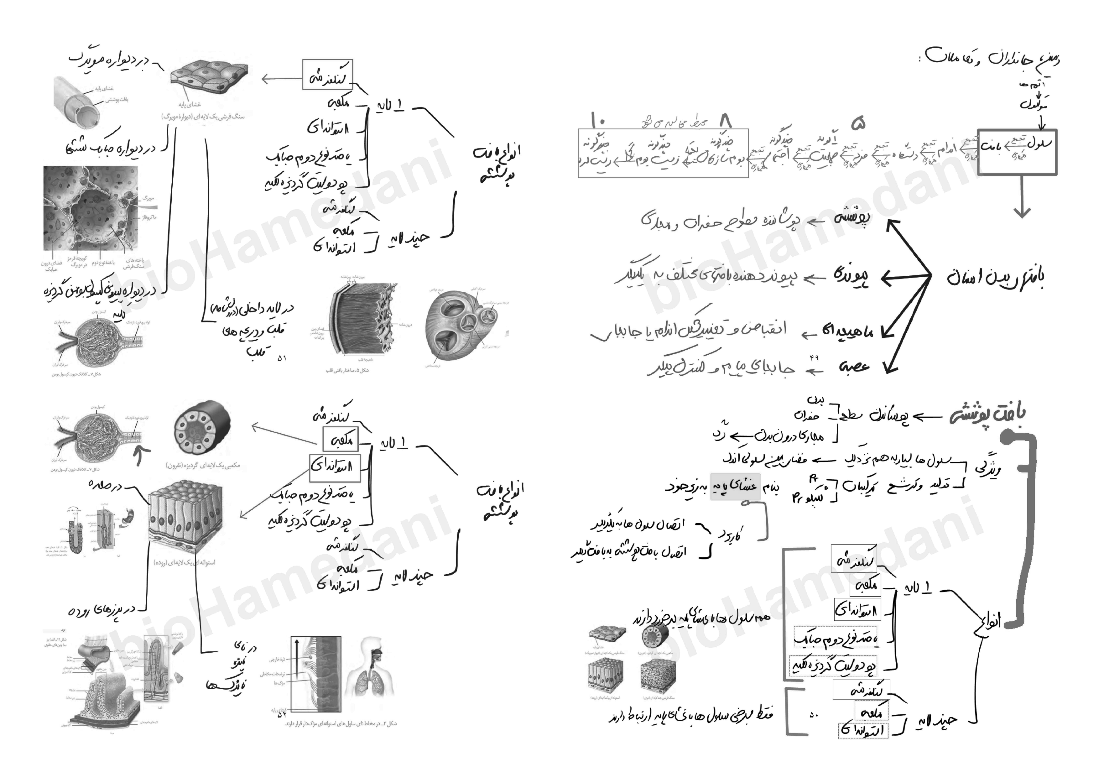 جزوه مباحث نموداری زیست شناسی کنکور - استاد همدانی (بصورت دست نویس و با جزوه تایپی طول سال متفاوت است)