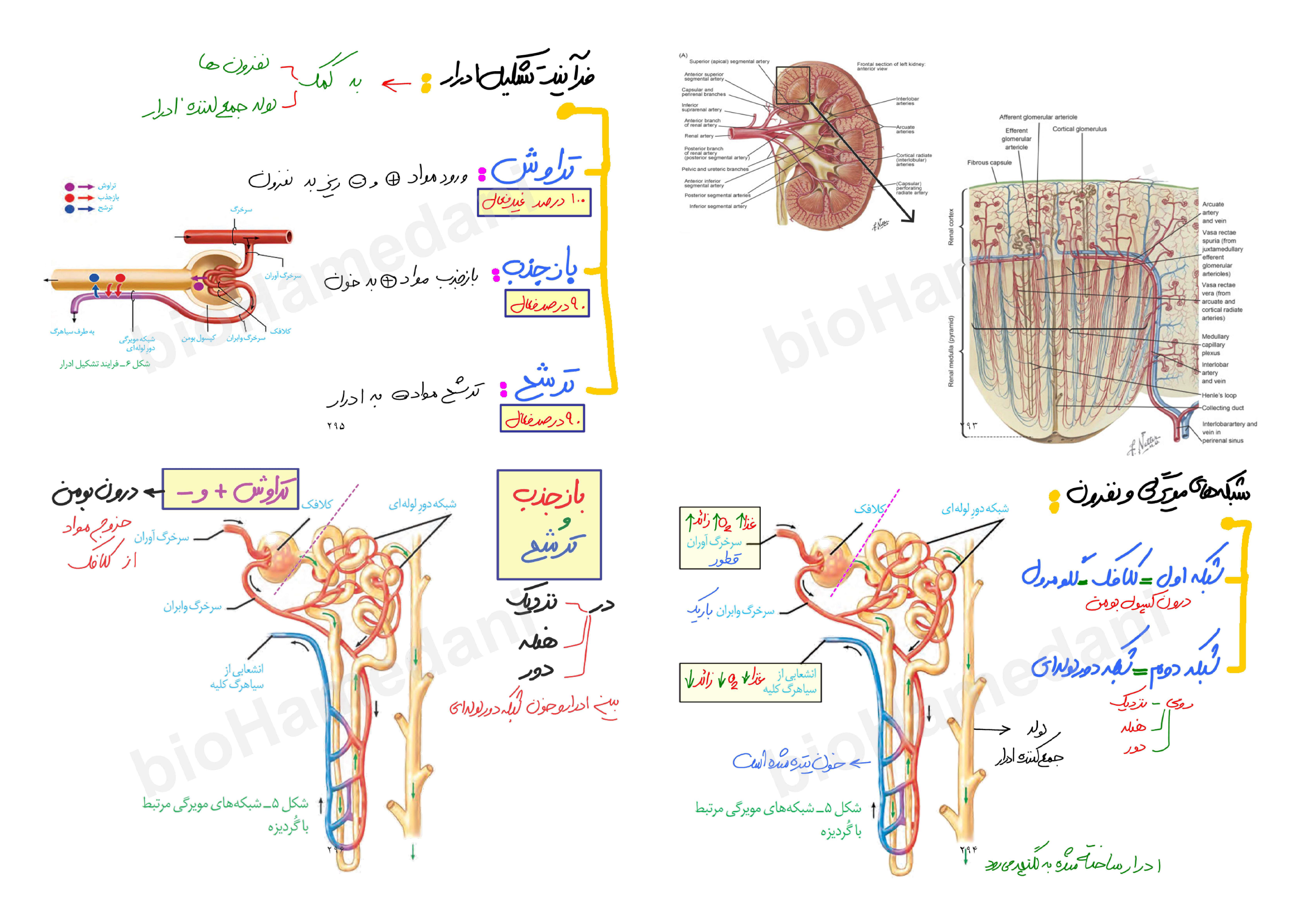 جزوه مباحث نموداری زیست شناسی کنکور - استاد همدانی (بصورت دست نویس و با جزوه تایپی طول سال متفاوت است)