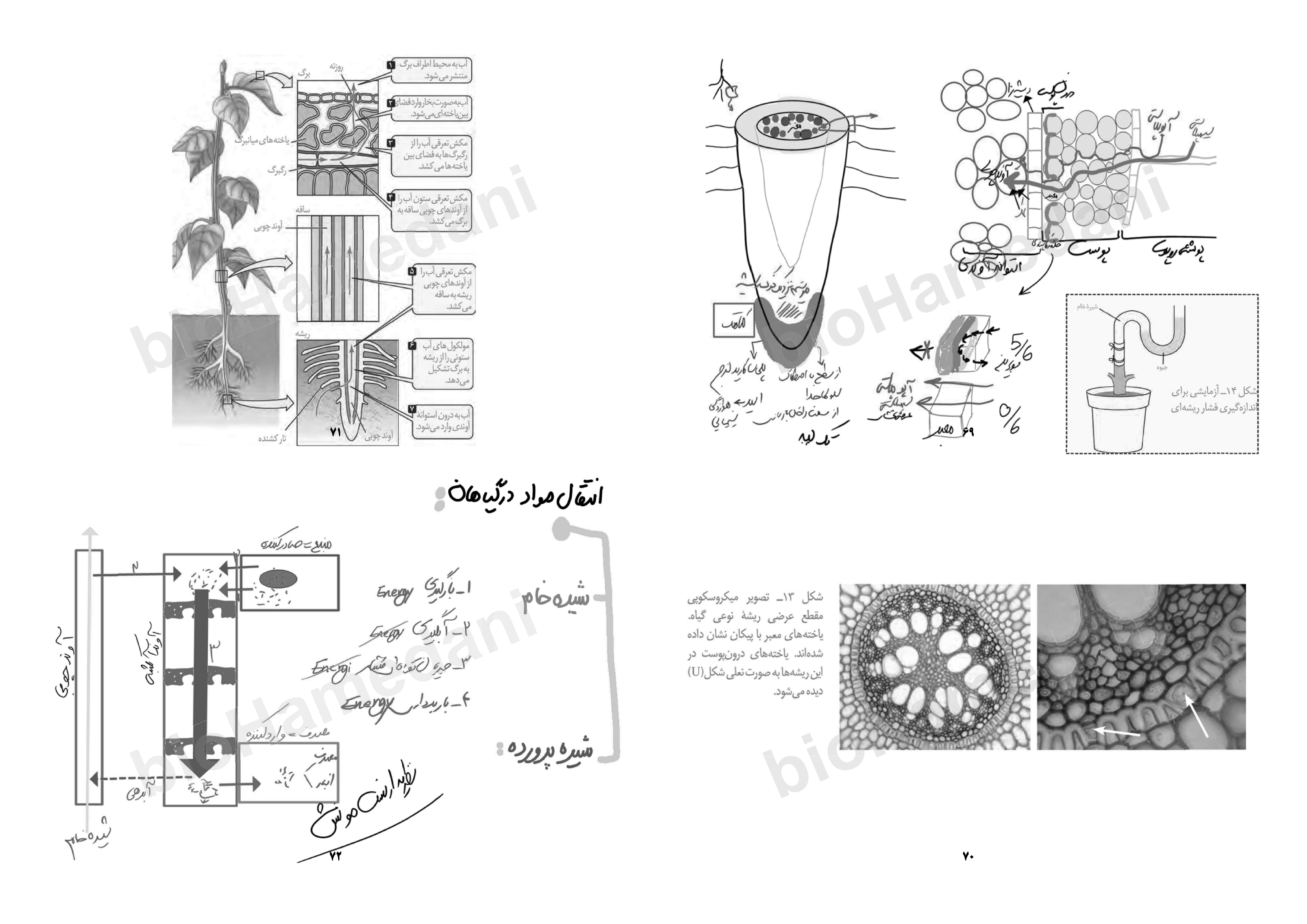 جزوه مباحث نموداری زیست شناسی کنکور - استاد همدانی (بصورت دست نویس و با جزوه تایپی طول سال متفاوت است)