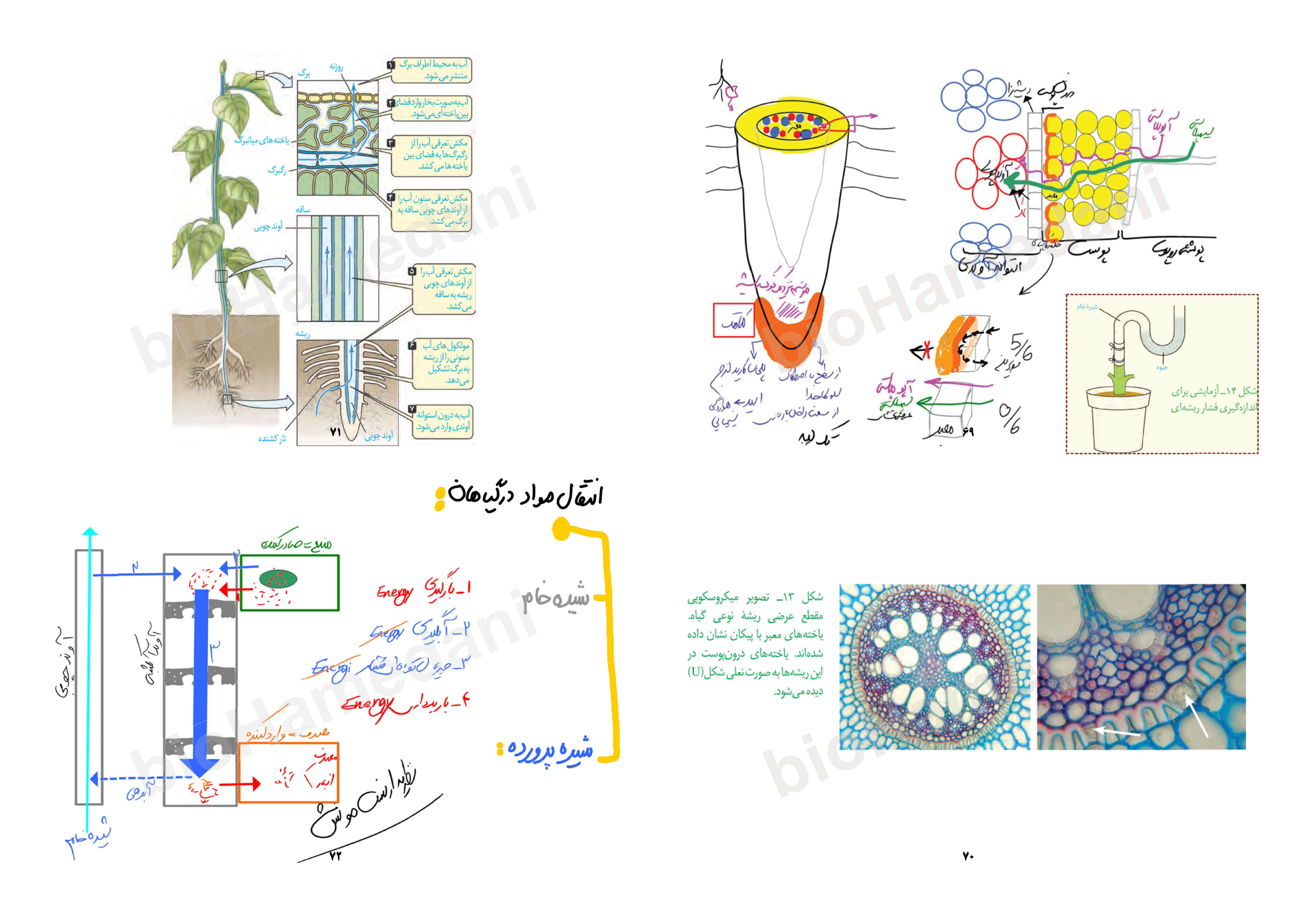 جزوه مباحث نموداری زیست شناسی کنکور - استاد همدانی (بصورت دست نویس و با جزوه تایپی طول سال متفاوت است)